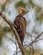 Pale-crested Woodpecker