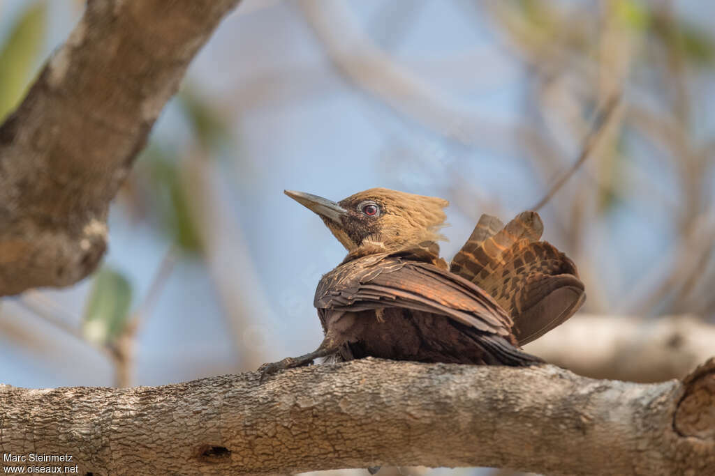 Pale-crested Woodpecker female adult, Behaviour