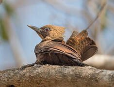 Pale-crested Woodpecker