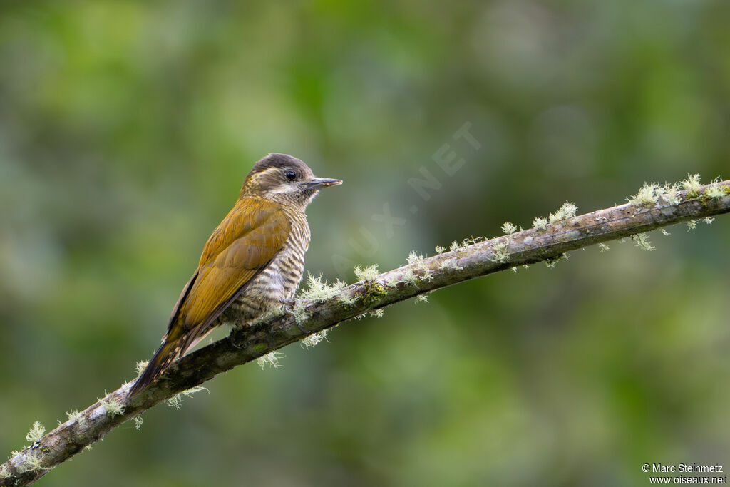 Bar-bellied Woodpecker female
