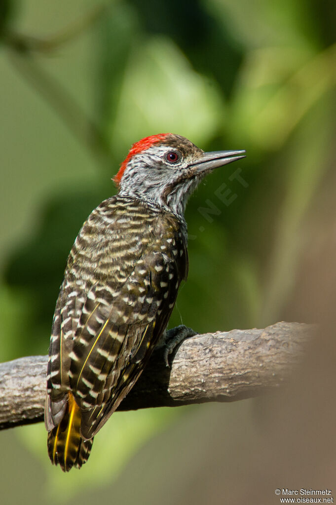 Cardinal Woodpecker