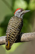 Cardinal Woodpecker