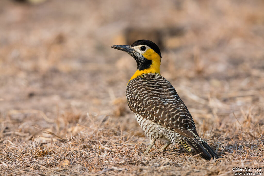 Campo Flicker