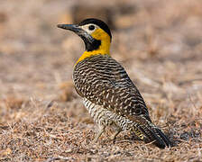 Campo Flicker