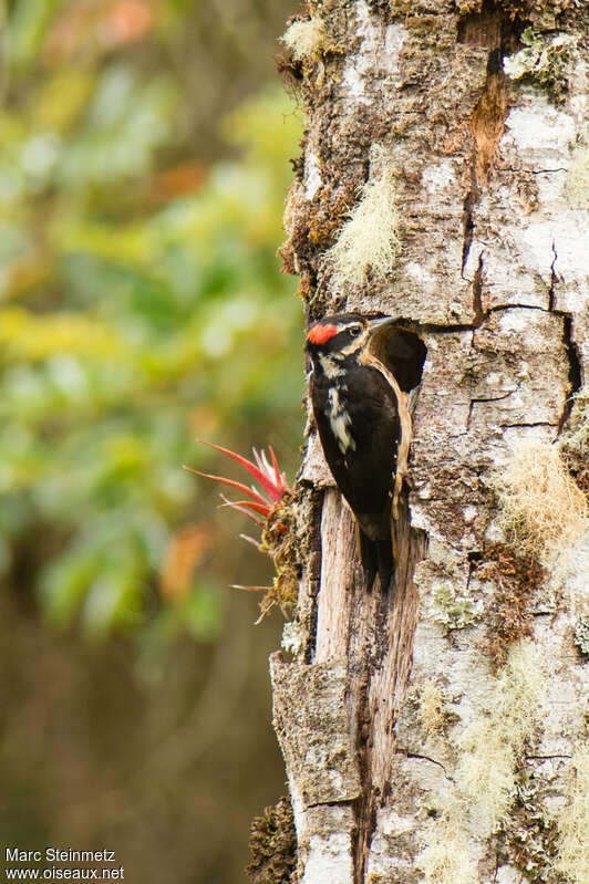Hairy Woodpecker male adult breeding, identification
