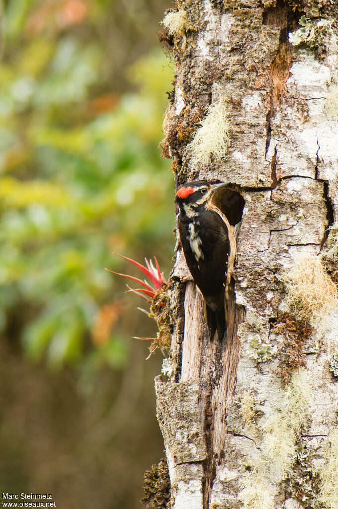 Hairy Woodpecker male adult breeding, identification