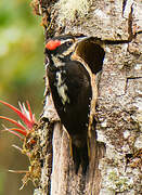 Hairy Woodpecker