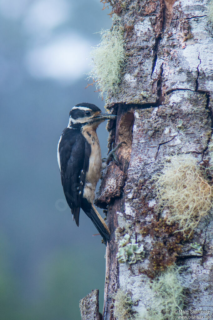 Hairy Woodpecker female