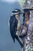 Hairy Woodpecker