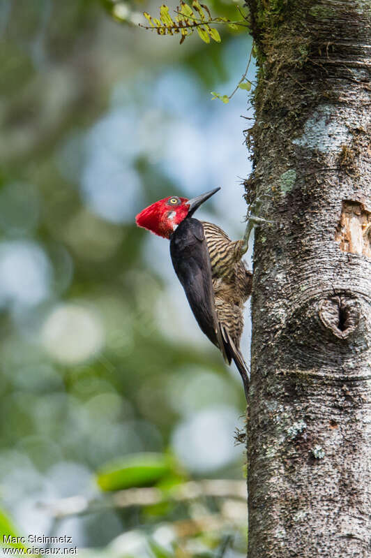 Guayaquil Woodpecker male adult, identification