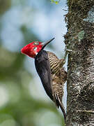 Guayaquil Woodpecker