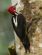 Guayaquil Woodpecker