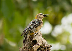 Hoffmann's Woodpecker