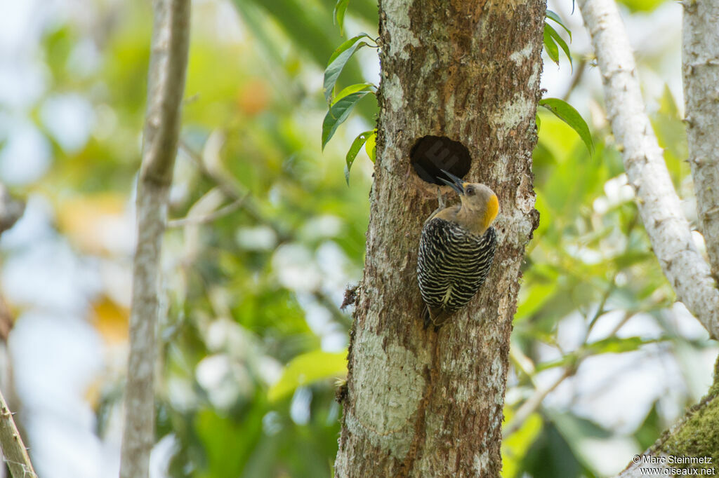 Hoffmann's Woodpecker female