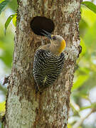 Hoffmann's Woodpecker