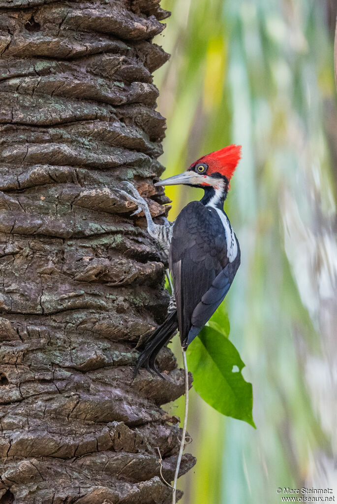 Crimson-crested Woodpecker