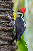 Crimson-crested Woodpecker