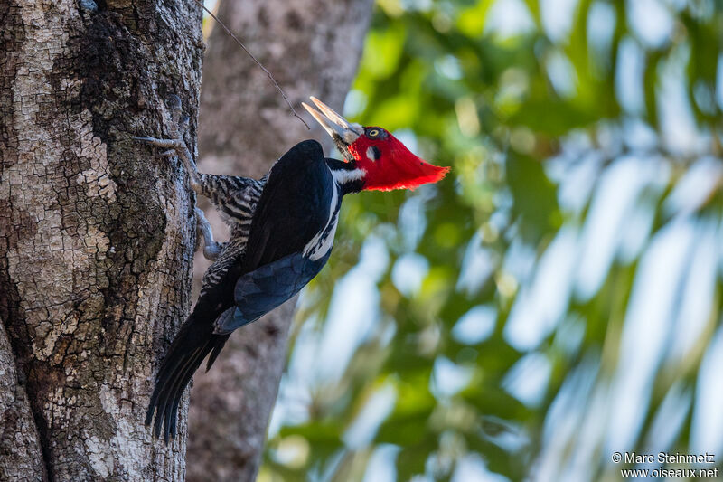 Crimson-crested Woodpecker male