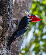 Crimson-crested Woodpecker