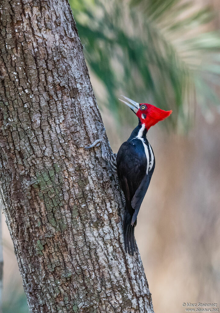 Crimson-crested Woodpecker male