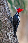 Crimson-crested Woodpecker