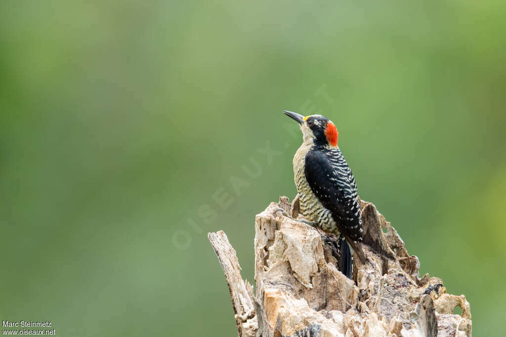 Pic de Pucheran femelle adulte, identification