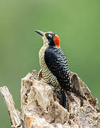 Black-cheeked Woodpecker