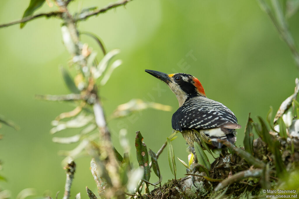 Black-cheeked Woodpecker