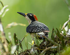 Black-cheeked Woodpecker