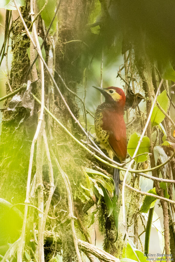 Crimson-mantled Woodpecker