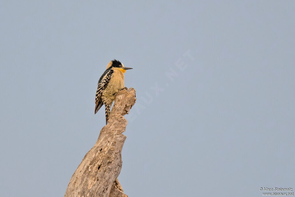 White-fronted Woodpecker