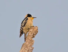 White-fronted Woodpecker