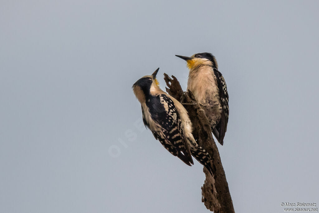 White-fronted Woodpecker