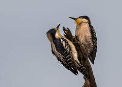 White-fronted Woodpecker