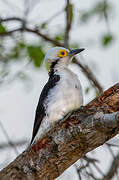 White Woodpecker