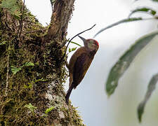 Smoky-brown Woodpecker