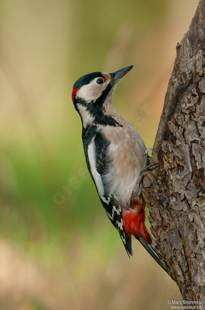 Great Spotted Woodpecker male