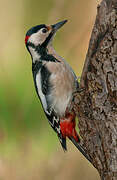 Great Spotted Woodpecker