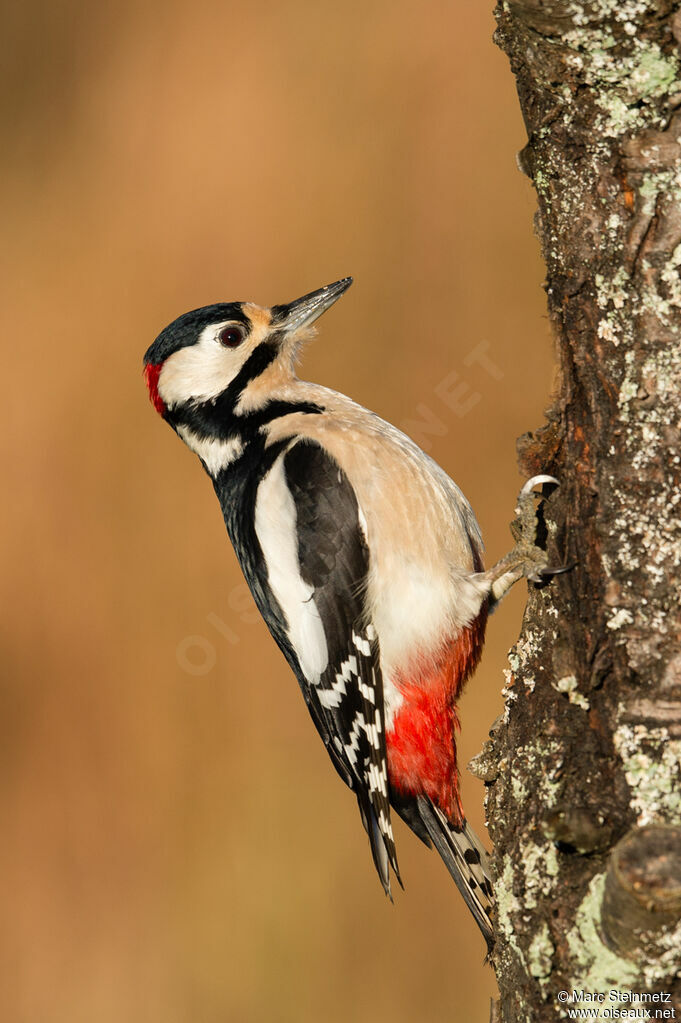 Great Spotted Woodpecker male