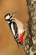 Great Spotted Woodpecker