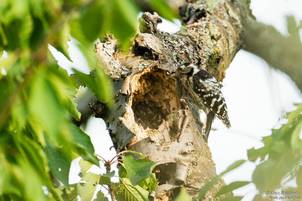 Lesser Spotted Woodpecker female