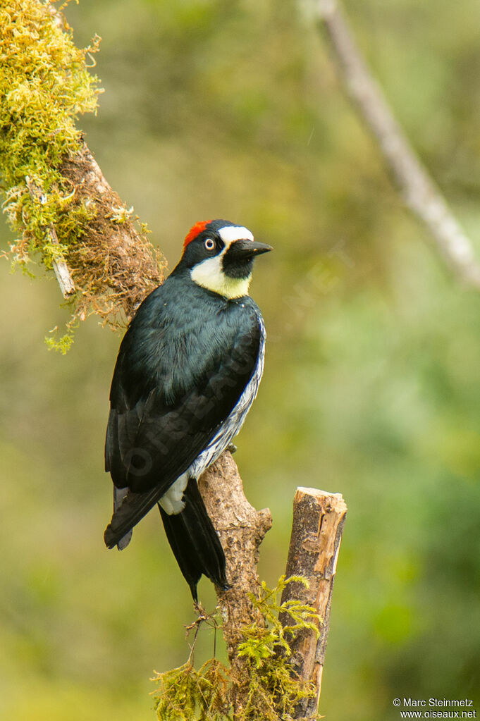 Acorn Woodpecker