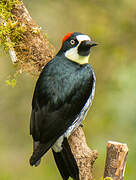 Acorn Woodpecker