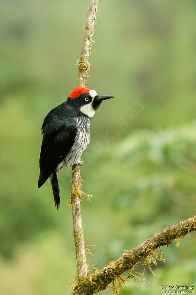 Acorn Woodpecker