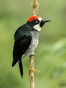 Acorn Woodpecker