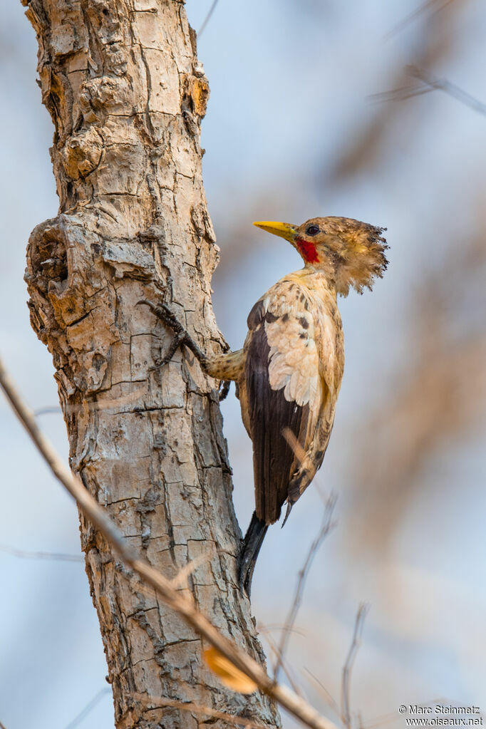 Cream-colored Woodpecker