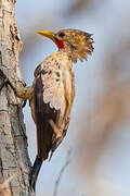 Cream-colored Woodpecker