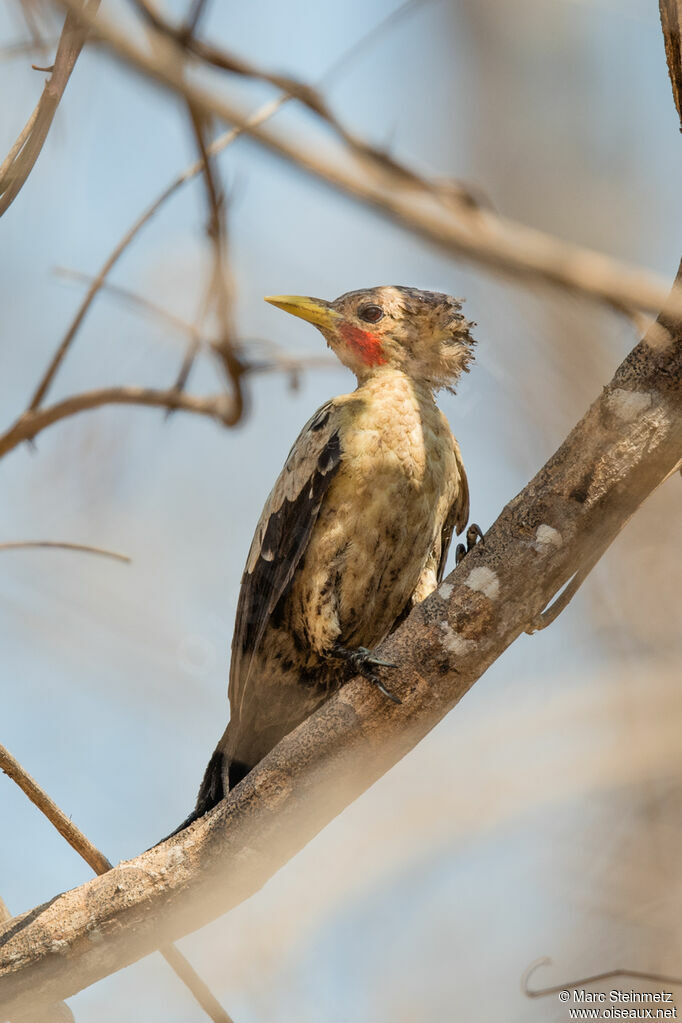 Cream-colored Woodpecker