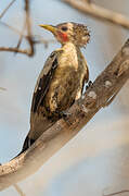 Cream-colored Woodpecker