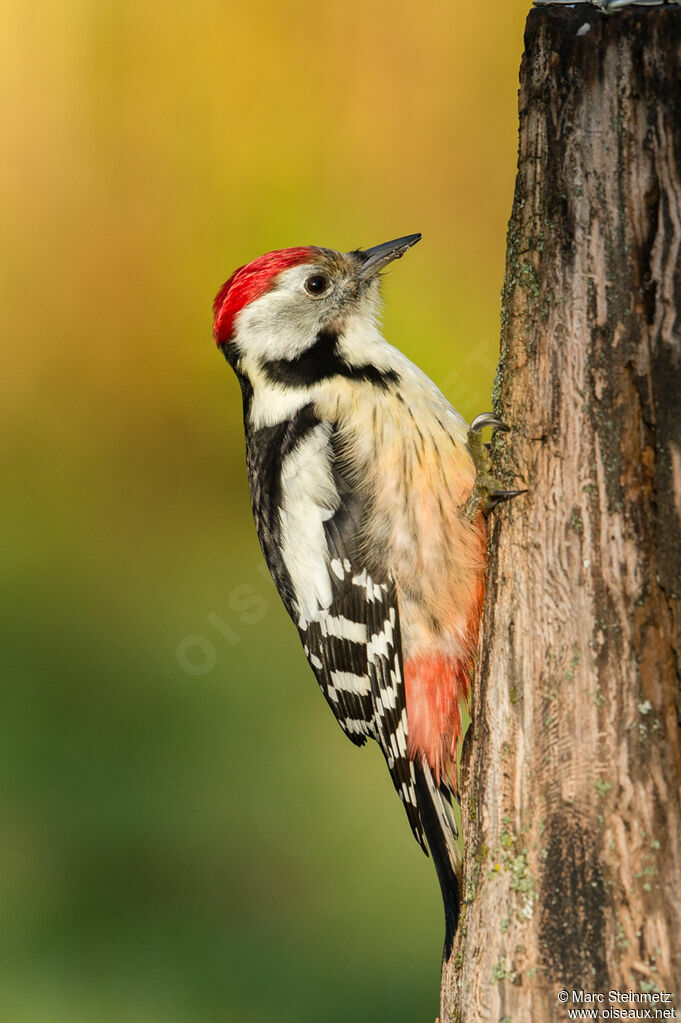 Middle Spotted Woodpecker